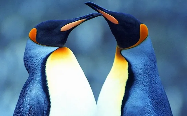 Pinguïn liefde download