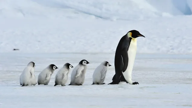 Pingüino y pingüinos bebés viajando en el frío de la nieve.