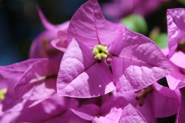 ピンクの美しさ - ブーゲンビリアの花