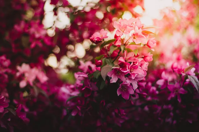 Rosa Blütenstrauch 4K Hintergrundbild