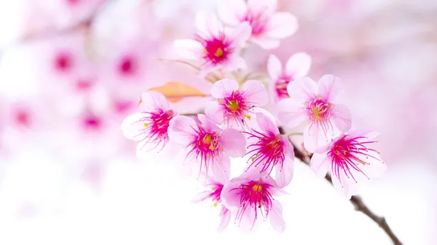 Rosa Kirschblüten 2K Hintergrundbild