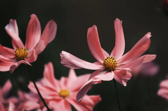 ピンクのコスモスの花の写真撮影