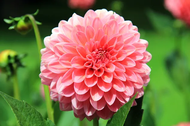 Rosa Dahlie Blumenpflanze 4K Hintergrundbild