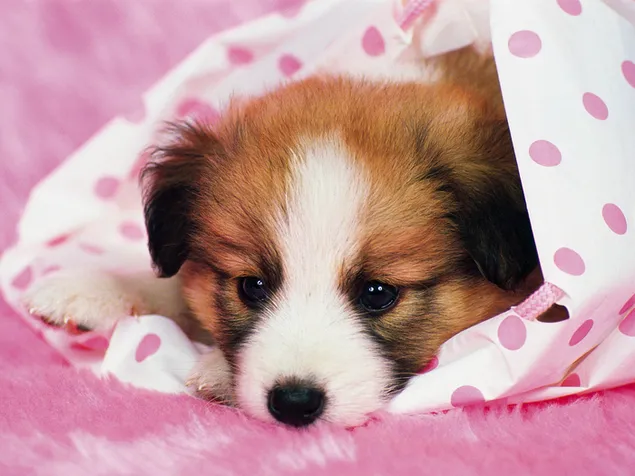 Puppy wrap met roze stippen download