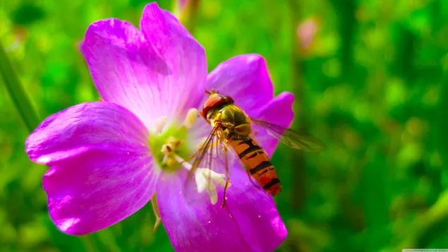 Rosa Blume und Biene 4K Hintergrundbild