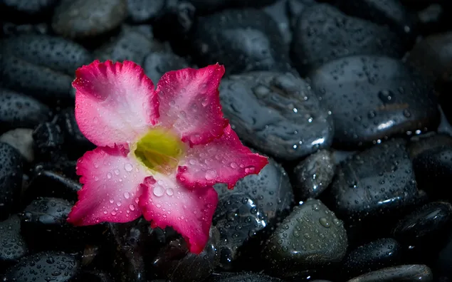 Rosa Blume und Regentropfen auf schwarzen Steinen 2K Hintergrundbild
