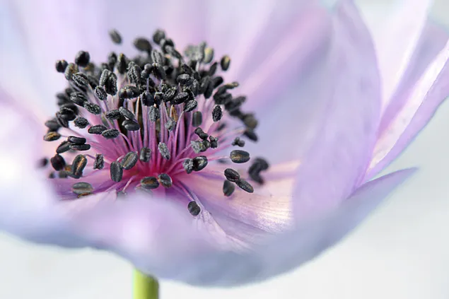 Pink flower Anemone close up photography