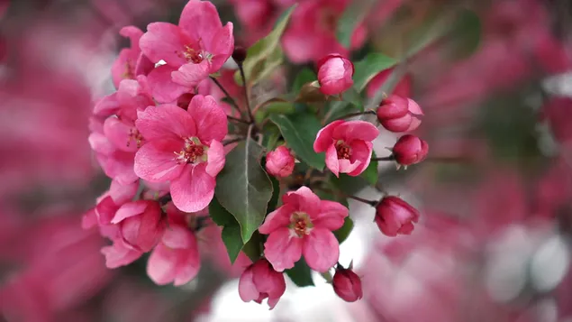 Rosa Blume aus nächster Nähe 2K Hintergrundbild
