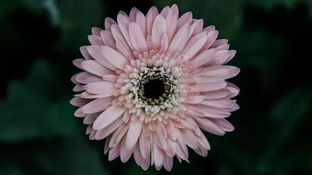 Rosa Blume Gerbera 4K Hintergrundbild