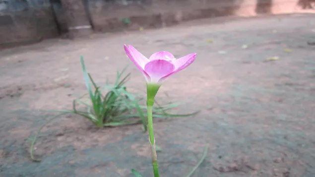 地面にピンクの花 2K 壁紙