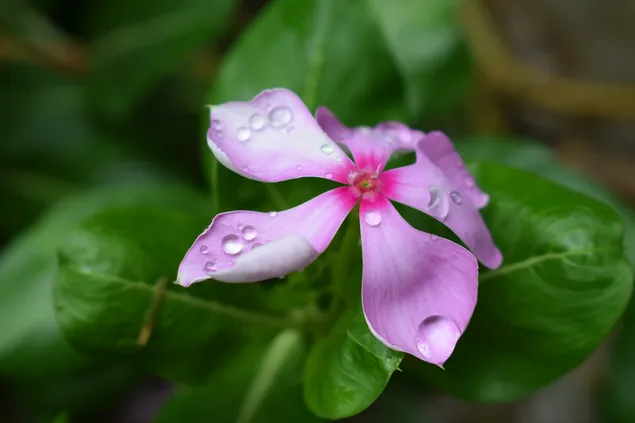 Rosa Blume mit Wassertropfen 4K Hintergrundbild