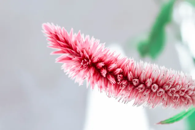 Rosa Blumen-Zoom 4K Hintergrundbild