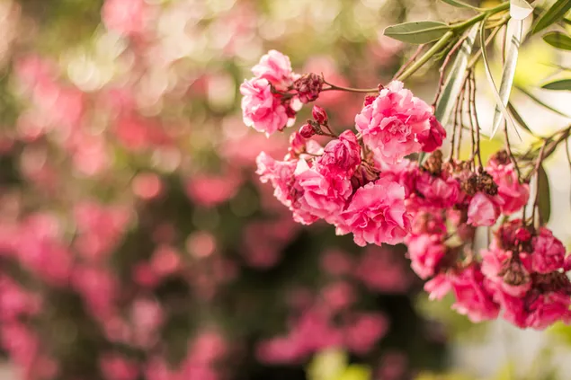 Zweig mit rosa Blüten 4K Hintergrundbild
