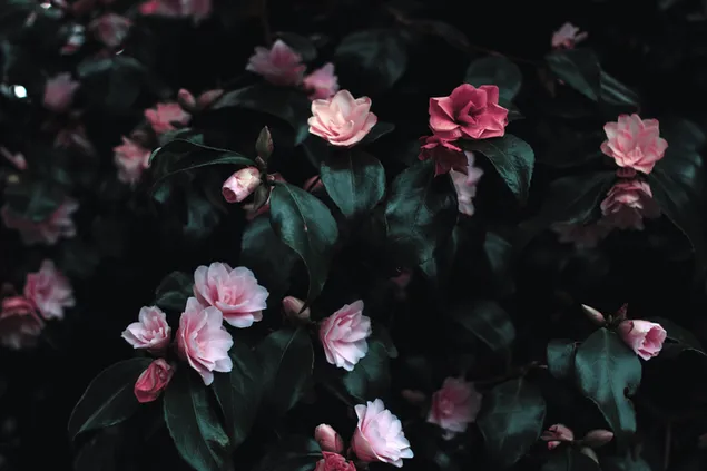 Pink flowers in the dark green leaf covered background