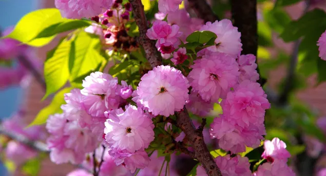 Pinke Blumen 2K Hintergrundbild