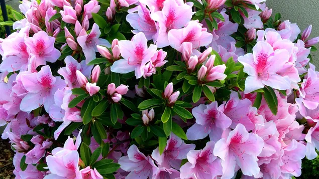 ruzicasta je simbol zenstvenosti, ljubavi, romantike i njeznosti. preuzmi