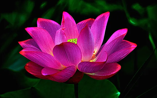 Pink lotus flower in front of green leaves download