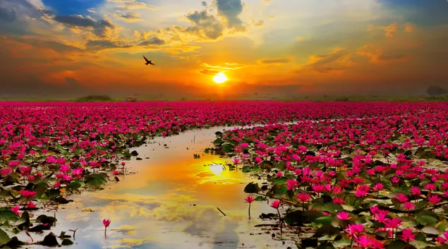 夕日にピンクの蓮の花