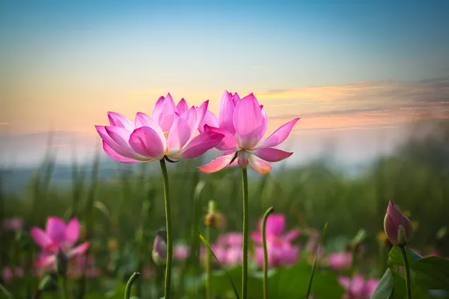 Rosa Lotusblumen 2K Hintergrundbild