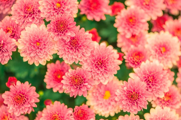 Rosa hübsche Blumen blühen im Sommer 4K Hintergrundbild