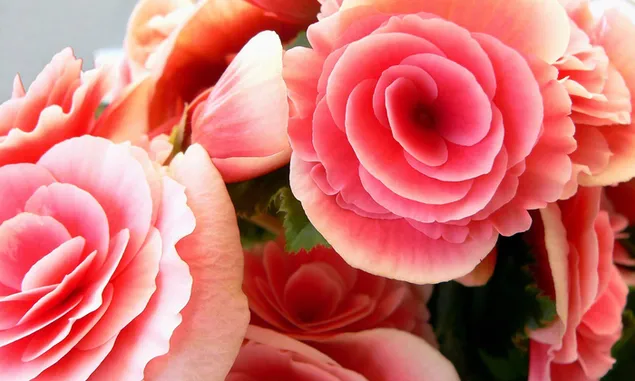 ピンクのバラの花 2K 壁紙