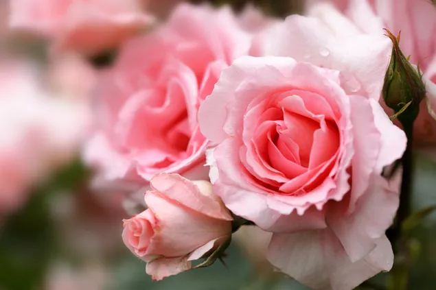 Pinke Rose herunterladen