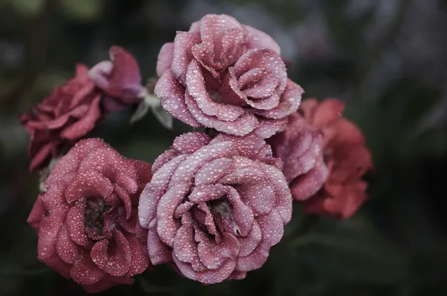 露とピンクのバラをクローズ アップ 4K 壁紙