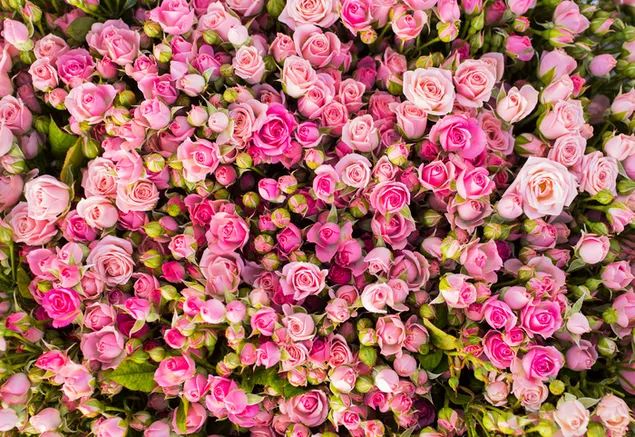 Strauß rosa Rosen 4K Hintergrundbild
