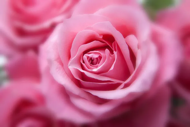 Pink roses close up 4K wallpaper