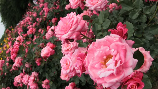 Pink roses in the garden 2K wallpaper