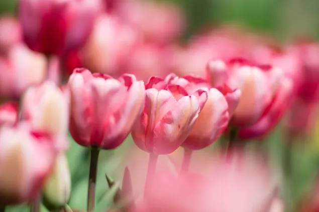 Pink spring tulips 4K wallpaper