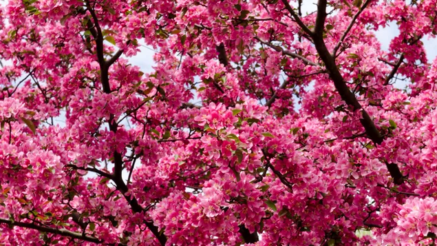 Rosa Baum - Kirschblüte 4K Hintergrundbild
