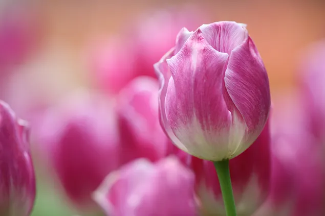 Hình nền Hoa tulip hồng 4K