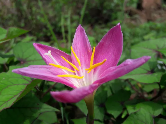 pink vildflover preuzmi