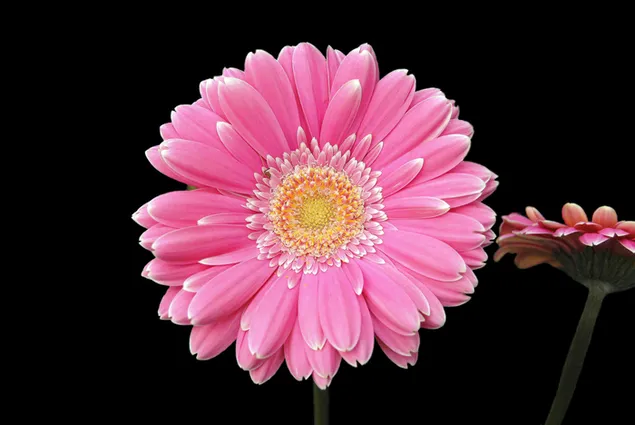 ピンクのガーベラの花のクローズアップ ダウンロード