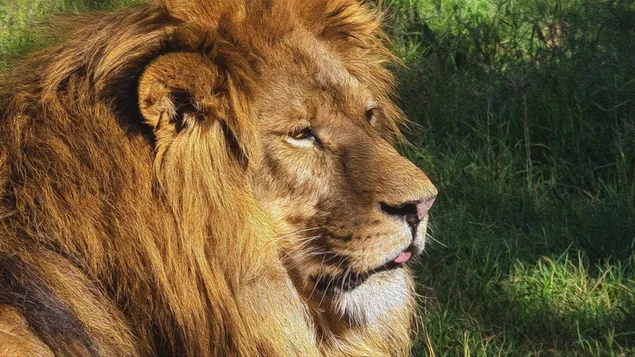 Pintura artística de un león.