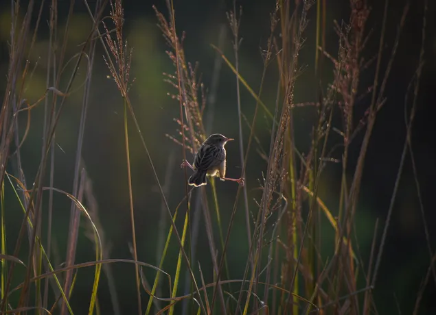 Piberfugl 2K baggrundsbillede
