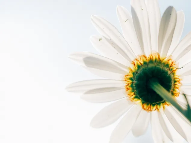 Planta de flor de margarita blanca brillante