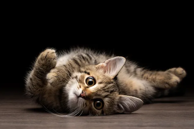 Speelse poses van een schattige gestreepte kat met zijn poot in de lucht