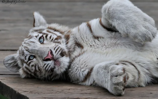 Tigre blanco juguetón con ojos grises tirados en el suelo 2K fondo de pantalla