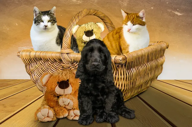 Pluche teddybeer met twee schattige katten in rieten mand op houten vloer en zwarte hond op houten vloer