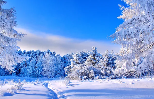 Pohon yang Tertutup Salju unduhan