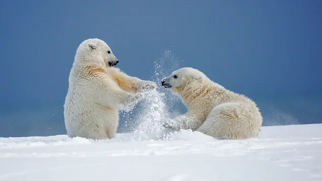 Beruang Kutub Bermain di Salju unduhan