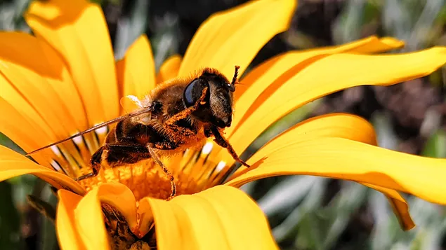 lebah serbuk sari pada bunga kuning