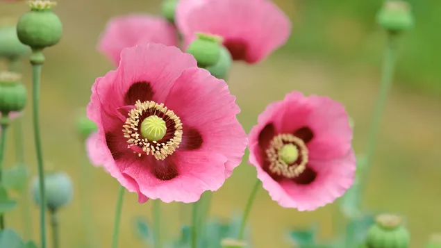 Poppies download