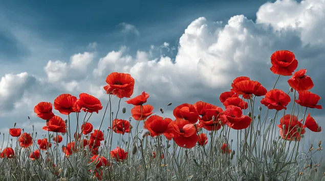 muat turun popi mekar melawan langit dramatik dengan awan bengkak besar di atas