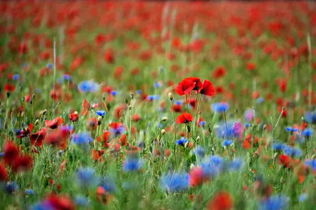 Poppy field in blue red color download