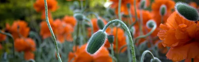 Kuncup bunga poppy
