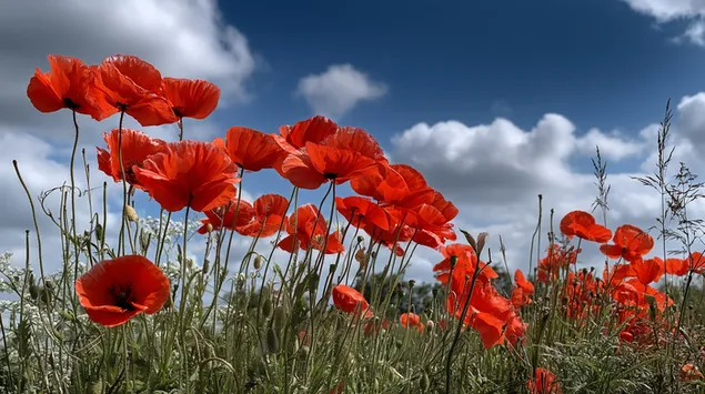 muat turun bunga popi di bawah langit cerah cerah dengan awan putih berterbangan