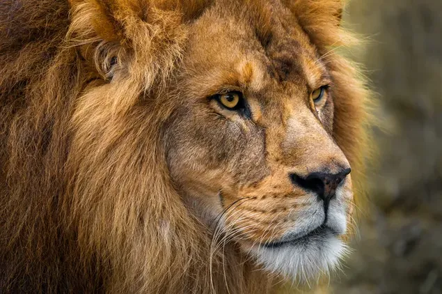 Porträt eines Löwen, das deutlich vor einem verschwommenen Hintergrund angezeigt wird 8K Hintergrundbild